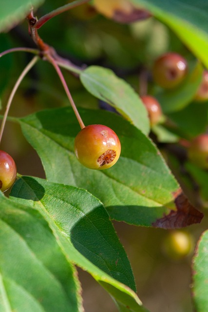七连杀，那不勒斯自2020年以来连续七次在主场击败尤文